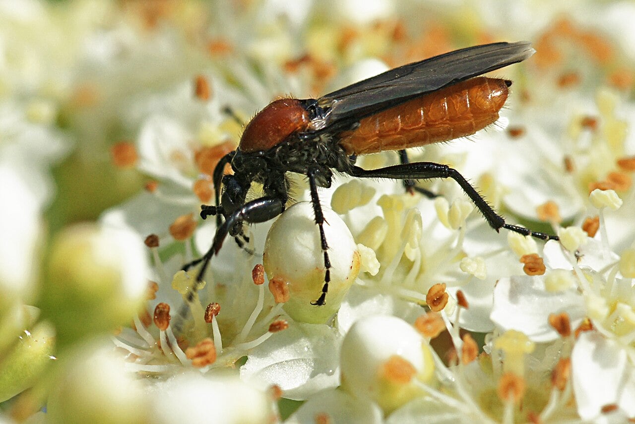Black Gnat