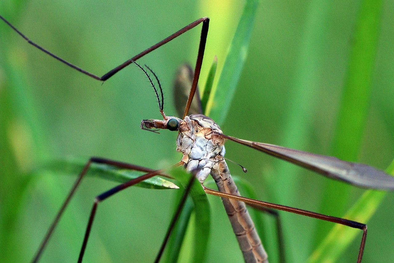 Crane Fly